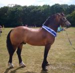 14.3hh Welsh Section D Stallion at Stud