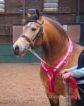 14.3hh Welsh Section D Stallion at Stud