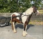 5 year old filly, ride and drive, bombproof. 