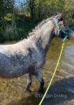 Cindy for sale as kids have out grown her. She's 12.2hh half bred silver appaloosa with a passport. 