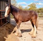 Yearling Clydesdale x Colt