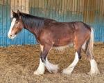 Yearling Clydesdale x Colt