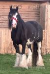 Yearling Clydesdale x Colt