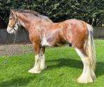 Yearling Clydesdale x Colt
