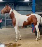Uscome on Rock USmy, 16hh Stallion