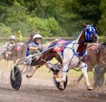 Uscome on Rock USmy stallion in training now ready for workouts. This horse has all the right tools and a full stallion license for future breeding. He has speed, stamina. 