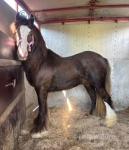2 Year Old Colt