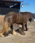 2 Year Old Colt