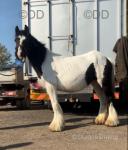 12.3hh Mare in Foal