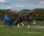 A Welsh cob licensed stallion. 9 year old chestnut, 14hh. A flashy horse with 4 white socks. He has a nice bit of action. 
