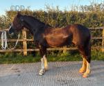 14hh Driving Stallion