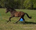 Whiskey, 2 Year Old Welsh Section B Gelding