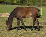 Whiskey, 2 Year Old Welsh Section B Gelding