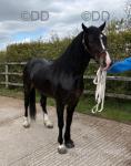 14hh registered Welsh cob. Bay gelding, 3 years old.  
