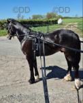 Driving Gelding