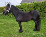Birkcross Bobby Dazzler, 3 Year Old Fell Gelding