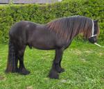 Birkcross Bobby Dazzler, 3 Year Old Fell Gelding