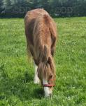 Yearling Welsh Section C Filly