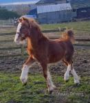 Yearling Welsh Section C Filly