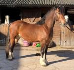 Fonzie, 3 Year Old Welsh Section D Gelding