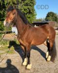 Fonzie, 3 Year Old Welsh Section D Gelding