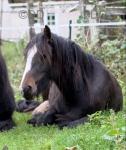 Stormy, a 12.3hh filly riding and driving pony. Stormy is full of beans and is a mischievous little madam. 