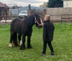 Stormy, 12.3hh Mare Possibly in Foal