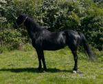 15hh Hackney Broodmare