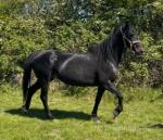 15hh Hackney Broodmare