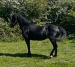 15hh Hackney Broodmare