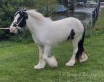 3 Year Old Filly