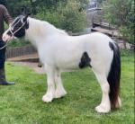 3 Year Old Filly
