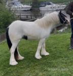3 Year Old Filly