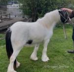 3 Year Old Filly