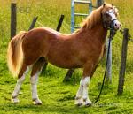 A well-bred and beautifully put together 3-year-old Welsh A gelding with a bright future ahead, whether in the show ring, in harness, or as a top-class all-round pony. A real eye-catcher with plenty of &ldquo;bling&rdquo; and presence to stand out. He has already made a promising start, winning a red ribbon at his first Welsh Pony and Cob Society show, demonstrating natural presence, correctness, and potential for further success.


