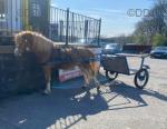 Welsh Section A Gelding