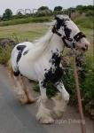 Dolly, Yearling Filly