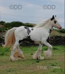 Dolly, Yearling Filly