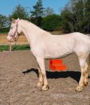 15.1hh Mare