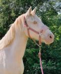 15.1hh Mare