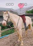 15.1hh Mare