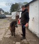 Shetland Colt Foal 
