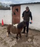 Shetland Colt Foal 