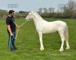 Prince, Yearling Colt