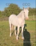 Prince, Yearling Colt