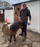 Shetland Colt Foal 