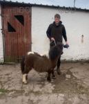 Shetland Colt Foal 