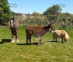 Jack, 2 Year Old Donkey Gelding