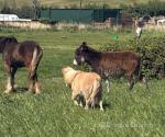 Jack, 2 Year Old Donkey Gelding