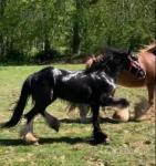 A nicely going cob mare. She steps for fun. Standing at 13hh, she should make 14hh. Black, 3 years old. 